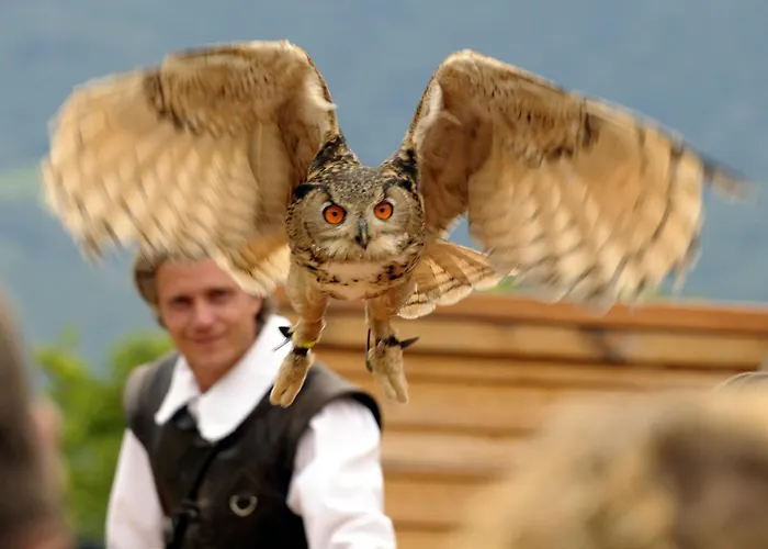 Relax Camelia Locarno